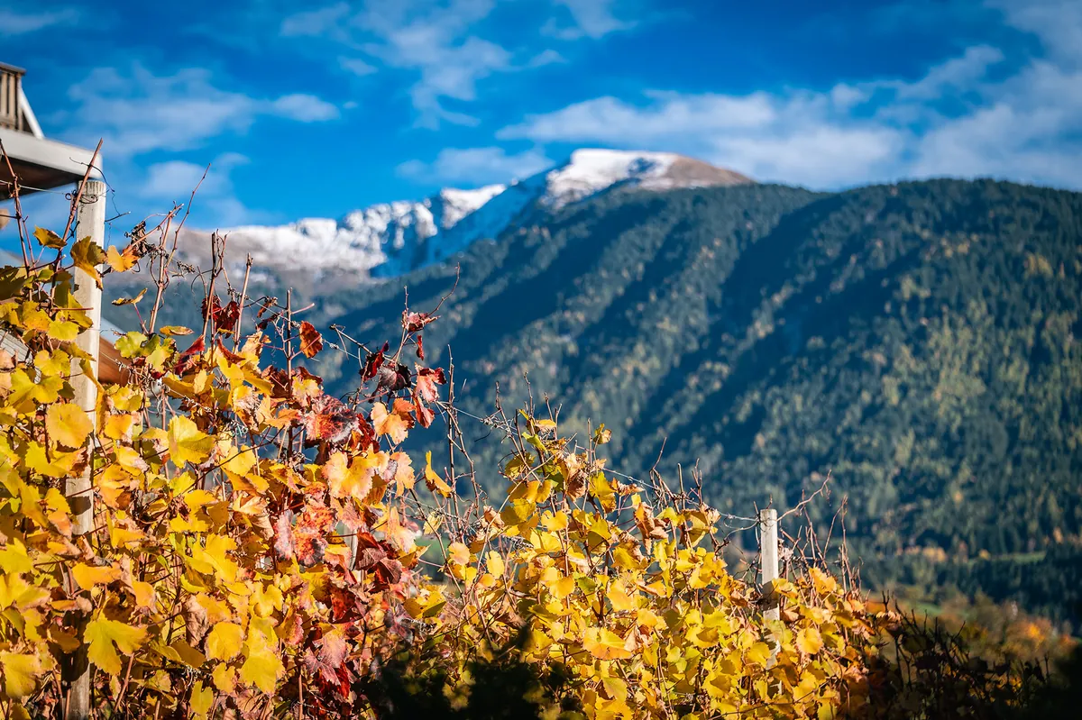Goldene Weinreben am Knöspele mit Blick auf die Berge