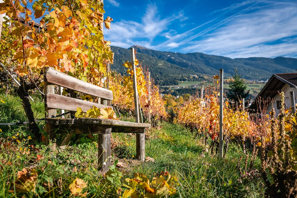 Bank zwischen herbstlich gefärbten Reben oberhalb von Brixen